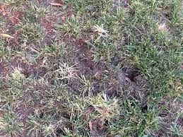 Mounds with holes in the center indicate gophers or moles. What S Digging Holes In The Lawn The Mercury News