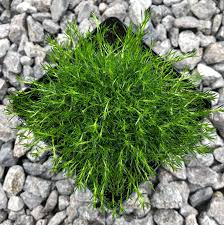 Best ground cover plants to prevent weeds patio fy. Sagina Subulata Irish Moss 3 5 Pot Little Prince To Go