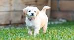 Mini Labradoodle Puppies for Sale | Lancaster Puppies