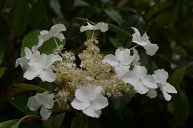 To zone 7a mature size: Hydrangea Seemannii Hardy Tropicals Uk