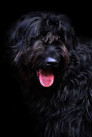 Click on a photo below to view more details about that dog breed. Hd Wallpaper Riesenschnauzer Black Long Haired Vigilant Domestic Dog Wallpaper Flare