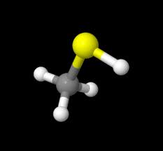 Image result for Methanethiol