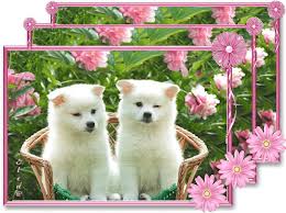 Https Encrypted Tbn0 Gstatic Com Images Q Tbn And9gcru6bebrrgme6mgisv9koi Eiths8bh96bwg Usqp Cau