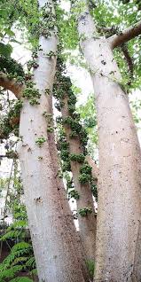Image result for Ficus variifolia