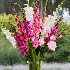 We did not find results for: Gladiolus Bulbs Romantic Mix Spring Flower Bulbs Eden Brothers