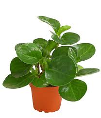 It produces dark green leaves with. Peperomie Dehner