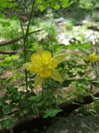 We did not find results for: Yellow Flower At Oak Creek Emilybristor Flickr