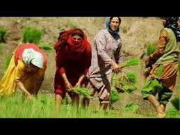 Latest Kashmiri Songs Kashmir Song Kashmiri Wedding Songs کشمیر کی خوبصورتی Youtube In 2020 Wedding Songs Songs Wedding