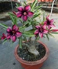 5 Pcs Rare Brown Black Desert Rose Seeds Balcony Bonsai Ornamental Flowers Adenium Obesum Seeds Absorption Of Fo Rose Seeds Desert Rose Plant Planting Flowers