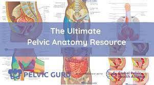 0835 lotze anatomy of the pelvic floor 0900 naumann urologic dissection 1105 lotze ligaments and anatomy important in pelvic reconstructive surgery The Ultimate Pelvic Anatomy Resource Pelvic Guru Featured Featured Patient Female Anatomy Men S Health Pelvic Anatomy Pelvic Cadaver Pelvic Floor Pelvis Anatomy Reproductive System Tracy Sher Women S Health