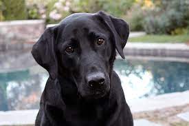 8 Questions Answered About The German Shepherd Lab Mix K9 Web