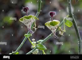Image result for Ceropegia haygarthii