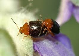 Image result for Blotiella natalensis