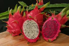 The chinese cereus, commonly called night blooming care once the vine is established in the soil, it will grow additional vines and cling to walls or trees. Hs1068 Hs303 Pitaya Dragonfruit Growing In The Florida Home Landscape
