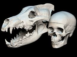 No Spoilers Dire Wolf Human Skull Size Comparison By The Idaho Virtualization Lab Neat Wolf Skull Skull Reference Animal Skeletons