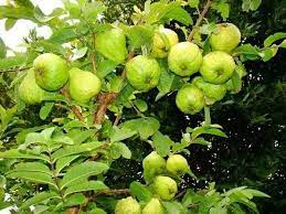 Tropical has a lovely aroma that reaches across your garden. Guayabas Salvadorenas Salvadorean Guavas Guava Fruit Guava Leaves Guava Tree