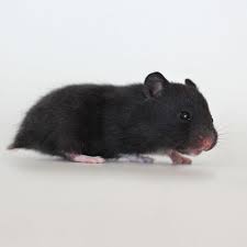Black And White Syrian Hamster Black Syrian Hamster Google Search Syrian Hamster Hamster Cute Hamsters