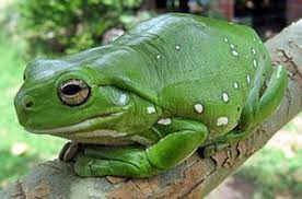 Learning some facts about the green tree frog is definitely a fascinating topic for zoologists and animal lovers all. Australian Green Tree Frog Facts For Kids
