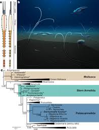 Image result for Acritochaete volkensii