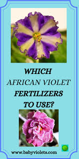 Thread in the african violets and gesneriads forum forum by kararenee: Fertilizer For African Violet Plants Baby Violets African Violets Plants African Violets Violet Plant