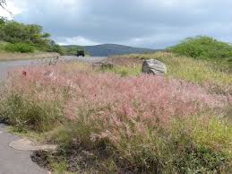 Image result for Melinis repens