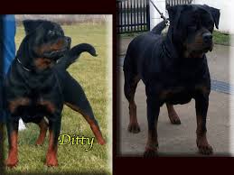 Also, be sure to check the rottweiler dog breeder listings in our dog breeder directory, which feature upcoming dog litter announcements and current puppies for sale for that dog breeder. Afrodita Miracle Rott King Rottweilers Puppies For You Right Now Rottweiler Puppies German Rottweiler Puppies Rottweiler
