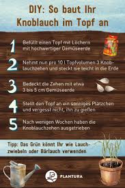 Knoblauch Im Topf Anbauen Video Anleitung Plantura In 2020 Knoblauch Ziehen Knollenpflanzen Garten