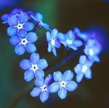 We did not find results for: Forget Me Not The Flower That Everyone Is Waiting For Kati0099