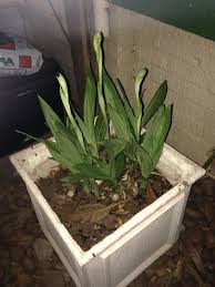 Image result for Eulophia streptopetala