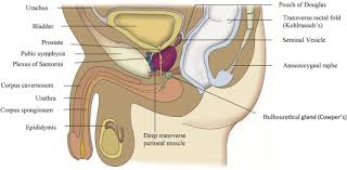 Just like on a map, a region refers to a certain area. A Comprehensive Physical Therapy Evaluation For Male Chronic Pelvic Pain Syndrome A Case Series Exploring Common Findings Sciencedirect