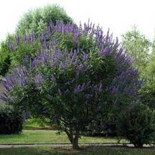 Photo De Vitex Agnus Castus Gattilier Arbre A Poivre Arbustes A Fleurs Arbuste Jardins