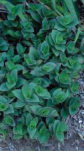Image result for Tradescantia pallida