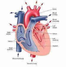 Human Body Heart Poems Heart Diagram Human Heart Diagram Human Heart