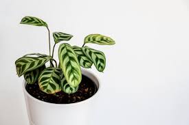Ctenanthe plants are grown for their large, beautiful leaves. 194 Best Ctenanthe Images Stock Photos Vectors Adobe Stock