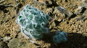 Image result for Gethyllis