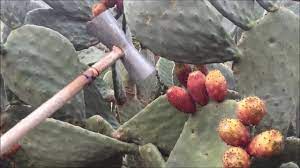 Are all prickly pear cactus fruits edible? Prickley Pear Picker Youtube