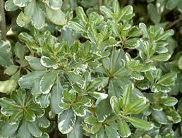 Pin On Plants