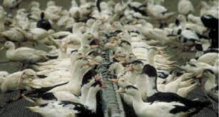 De jeunes canards dans l'une des seules fermes américaines qui produit du foie gras, à new york. Elevage Et Gavage Des Oies Canards Pour Le Foie Gras Gavage D Oies Canards Une Methode D Engraissement Maitrisee