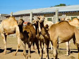 More than half of the world's camel population is found in somalia, a region of ethiopia. Visiting A Camel Market In Hargeisa Somalia