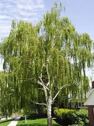 River Birch Trees For Sale Near Me Birch Cutleaf Weeping Special Order Please Allow Approx 2 Weeks Trees For Front Yard Birch Trees Landscaping Front Yard Landscaping