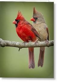 Birds Dancing To Music Awesome Tips To Protect Your Fruits From Birds Using Bird Netting With Images Birds Animals Pet Birds