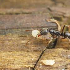 Image result for Fire Ant Sting
