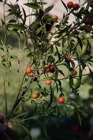 Image result for Solanum schumannianum