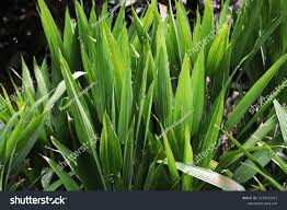 Image result for Dracaena aubryana