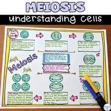 The process that cells go through when they divide is called mitosis. Meiosis Cell Division Nonfiction Reading And Doodle Sketch Meiosis Cell Division Biology Lessons