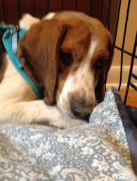 If you're looking to adopt a dog in maryland, here is the most comprehensive list of organizations that may have the breed you're looking for. Pin On Dog