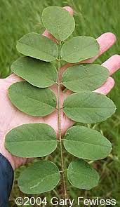 Image result for Robinia hispida