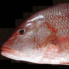 Pesca De Pagel O Breca Informacion De La Especie Tecnicas Los Mejores Destinos Y Charters De Pesca Tom S Catch