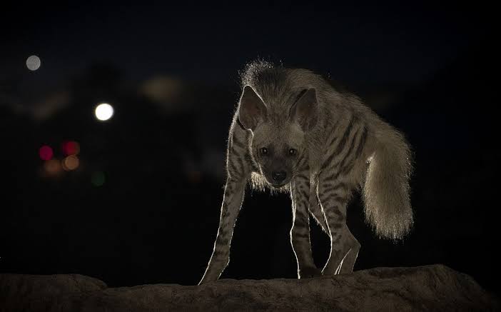 Hyena Conservation: Striped Hyenas Thrive Amidst Coal Mines in West Bengal