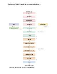 45 systematic flow chart of digestive tract